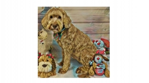 Crafting Personalized Accessories for Your Australian Mini Doodle!